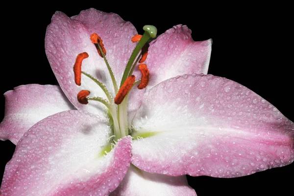 Yaprakların üzerine damlayan siyah bir arka planda pembe zambak.