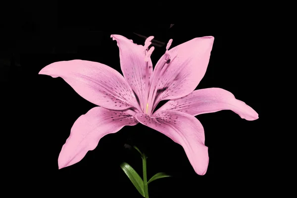 siyah izole arka plan üzerinde kırmızı pembe Lily