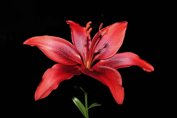 siyah izole arka plan üzerinde kırmızı pembe Lily