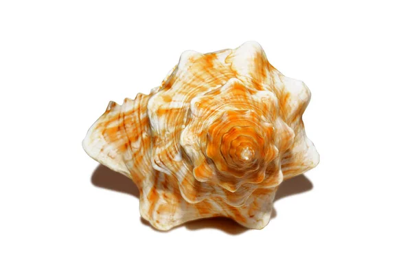 beyaz izole arka plan üzerinde kabuk