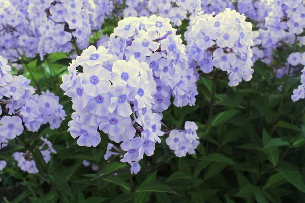 çiçekli Phlox çiçekli yaprakları