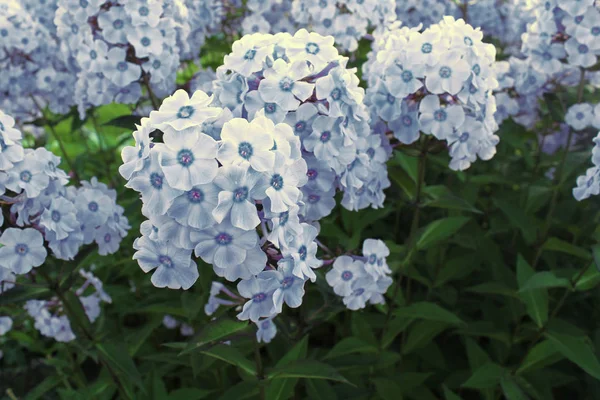 çiçekli Phlox çiçekli yaprakları