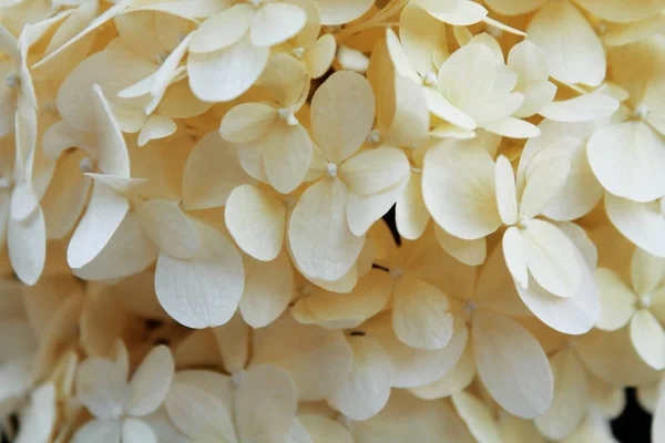 çiçekli Phlox çiçekli yaprakları