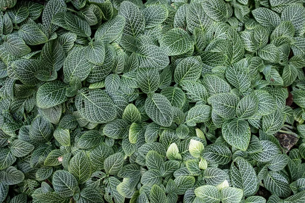 Green Bush Leaves Wall Background — Stock Photo, Image