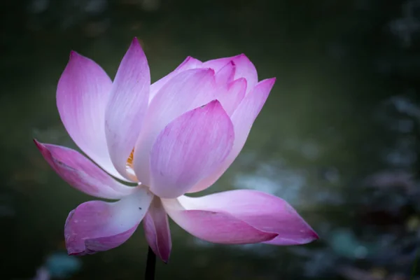 Blooming Close Lotus Flower Water Lily Sunset Time Bangkok Thailand — Stock Photo, Image