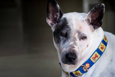 Görüntü geçmişi bulanık olan yakın plan yüz köpeği..