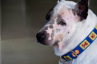 Görüntü geçmişi bulanık olan yakın plan yüz köpeği..