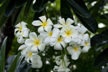 Beyaz tesisat çiçekleri tropikal bir çiçektir..