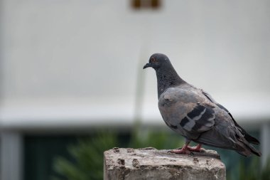 Yakın plan güvercin kuşu ayakta. Güzel kuş..
