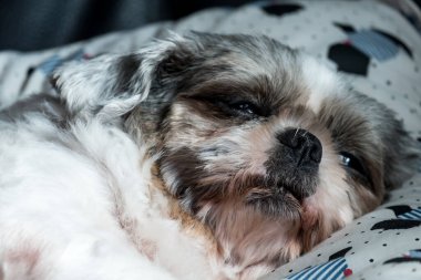 Kafasından vurulan sevimli beyaz köpek..