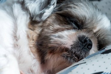 Kafasından vurulan sevimli beyaz köpek..