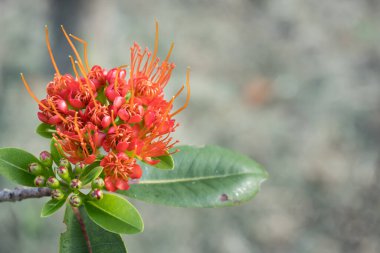 Parkta yakın plan Tayland Çiçeği.