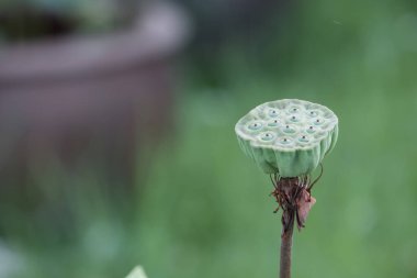 Çiçek açan nilüfer çiçekleri ya da nilüfer çiçekleri. Bangkok Tayland.
