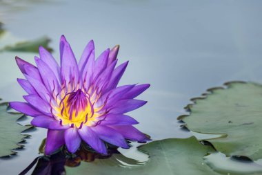 Çiçek açan nilüfer çiçekleri ya da nilüfer çiçekleri. Bangkok Tayland.