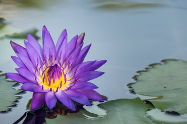 Çiçek açan nilüfer çiçekleri ya da nilüfer çiçekleri. Bangkok Tayland.
