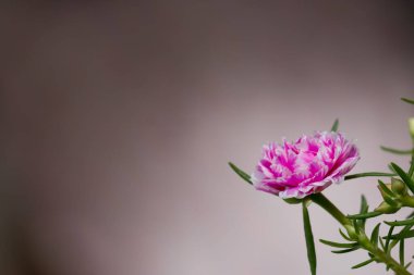 Parkta yakın plan Tayland Çiçeği.