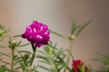 Parkta yakın plan Tayland Çiçeği.