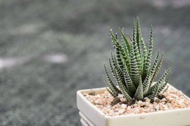 Kaktüs dokusu arka planı. Çiçek açan bir yeşilin güzel yakın çekimi.