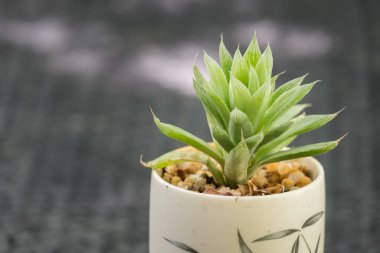 Kaktüs dokusu arka planı. Çiçek açan bir yeşilin güzel yakın çekimi.