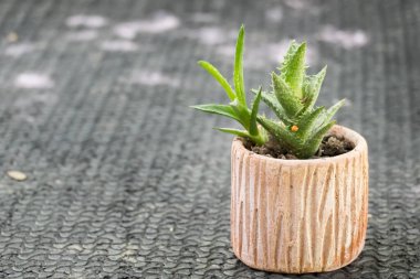 Kaktüs dokusu arka planı. Çiçek açan bir yeşilin güzel yakın çekimi.