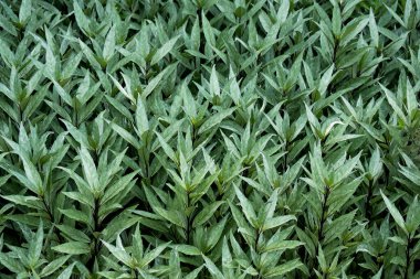 Yakın plan Doğa Yeşil Yapraklar arkaplanı.