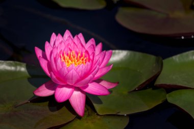 Çiçek açan nilüfer çiçekleri ya da nilüfer çiçekleri. Bangkok Tayland.