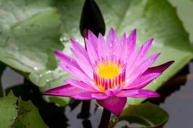 Çiçek açan nilüfer çiçekleri ya da nilüfer çiçekleri. Bangkok Tayland.