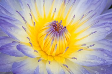 Çiçek açan nilüfer çiçekleri ya da nilüfer çiçekleri. Bangkok Tayland.