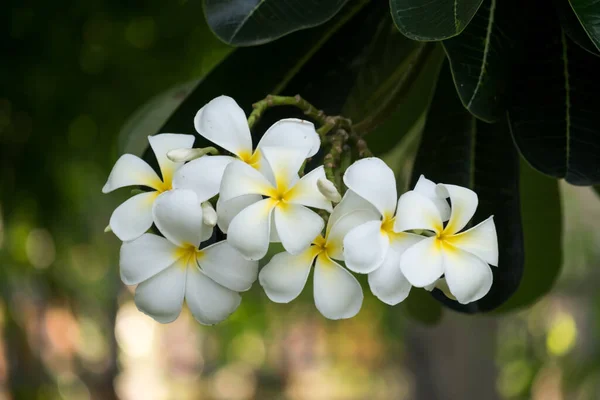 Vita Plumeria Blommor Tropisk Blomma — Stockfoto