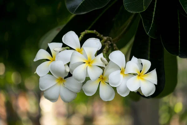 Flores Brancas Plumeria Uma Flor Tropical — Fotografia de Stock