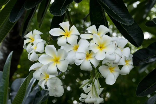 Fiori Plumeria Bianca Fiore Tropicale — Foto Stock