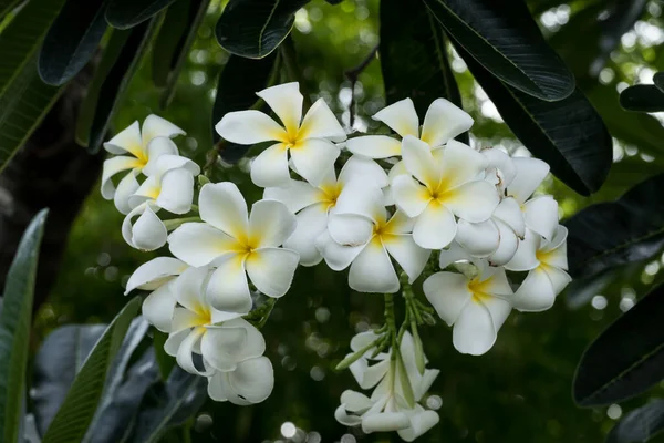 Flores Brancas Plumeria Uma Flor Tropical — Fotografia de Stock