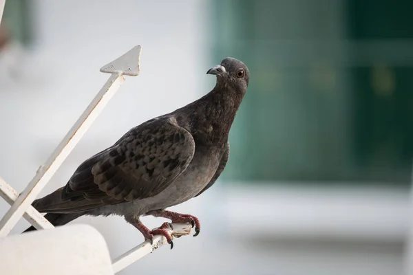 Pigeon on a ground or pavement in a city. Pigeon standing. Dove or pigeon on blurry background. Pigeon concept photo.