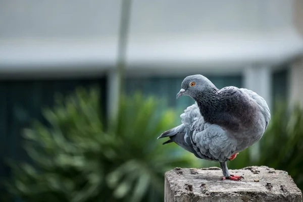 Close-up Pigeon Bird standing. Beautiful bird.