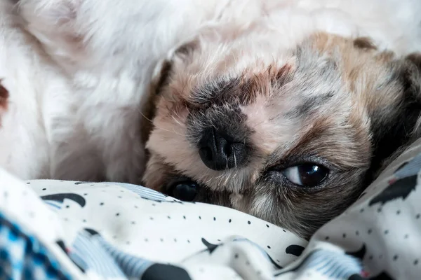 Cute white dog with head shot.