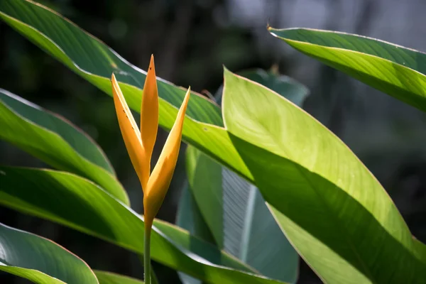 Close Thai Flower Park — Stock Photo, Image