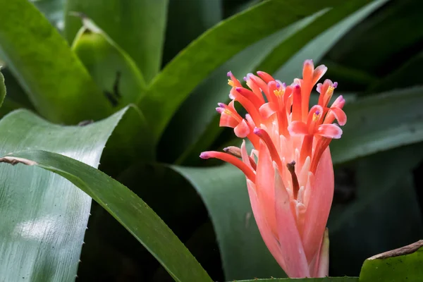 公園内のクローズアップ タイの花 — ストック写真