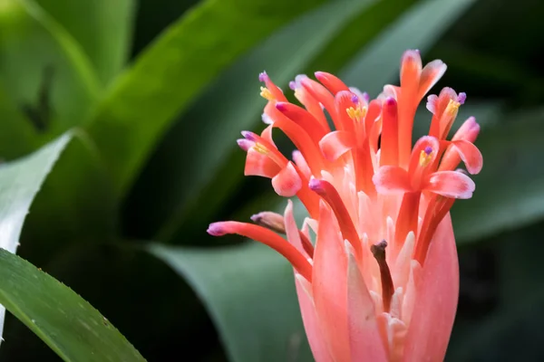 Primer Plano Flor Tailandesa Parque —  Fotos de Stock