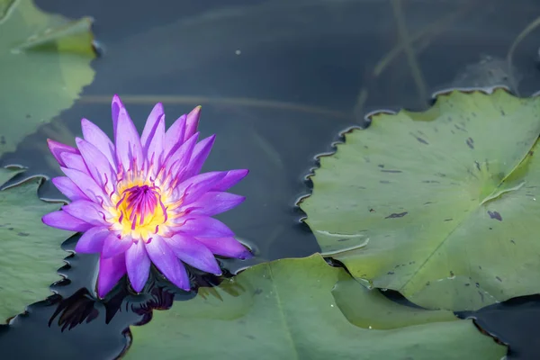 Flor Primer Plano Flor Loto Lirio Agua Con Hora Puesta — Foto de Stock