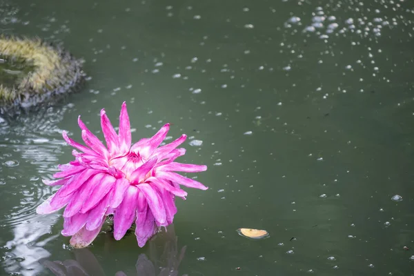 Flor Primer Plano Flor Loto Lirio Agua Con Hora Puesta — Foto de Stock