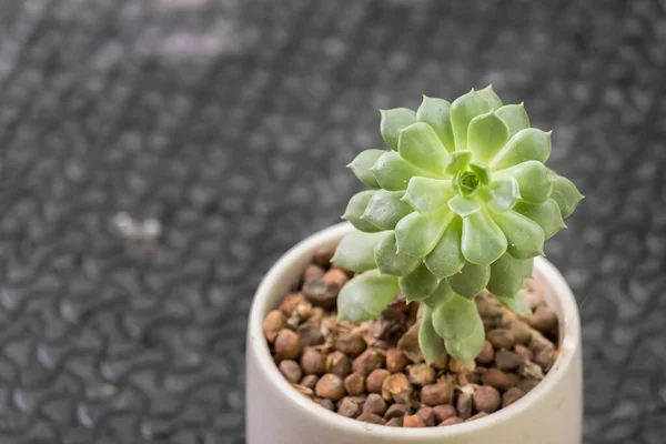 サボテンの質感の背景 開花の美しいクローズアップ Green — ストック写真