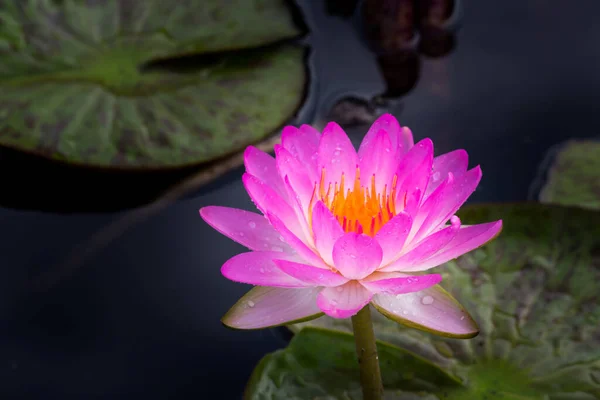 Décryptages Fleurs Fleur Lotus Nénuphar Avec Coucher Soleil Bangkok Thaïlande — Photo