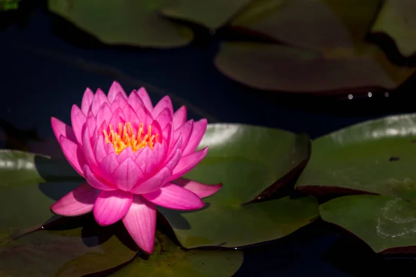 Blooming Close Lotus Flower Water Lily Sunset Time Bangkok Thailand — Stock Photo, Image