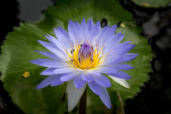 Kwiat Lotosu Lub Lilia Wodna Zachodem Słońca Bangkok Tajlandia — Zdjęcie stockowe