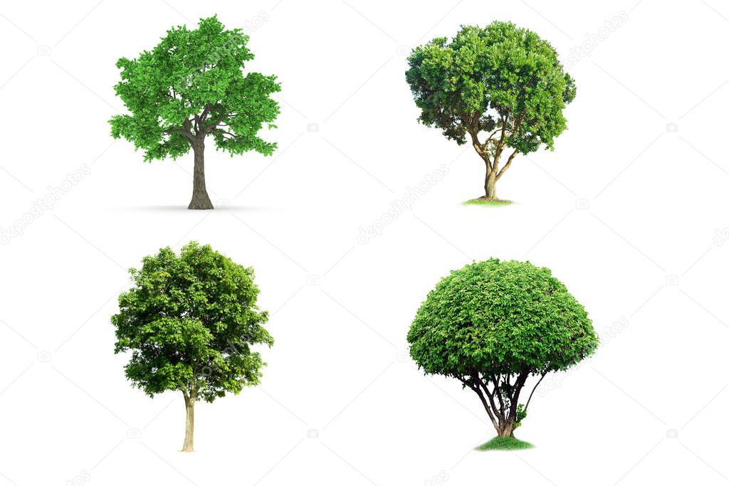 Tree dicut at isolated on white background.