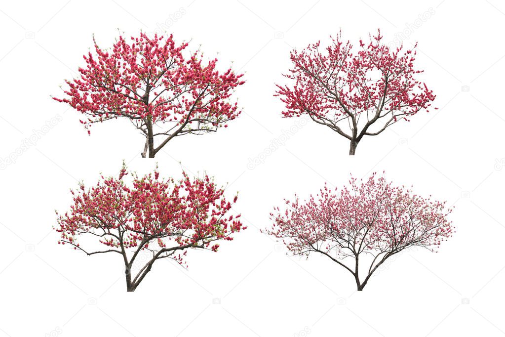 Tree dicut at isolated on white background.