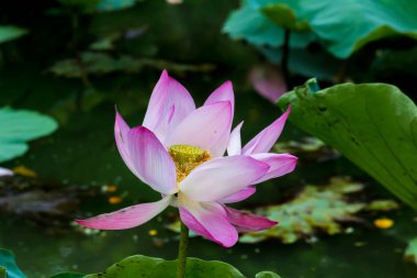 Bu güzel nilüfer çiçeği ya da nilüfer çiçeği zengin renkler tarafından iltifat edilir. Doymuş renkler ve canlı detaylar bunu neredeyse gerçeküstü bir görüntü yapar..