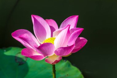 Bu güzel nilüfer çiçeği ya da nilüfer çiçeği zengin renkler tarafından iltifat edilir. Doymuş renkler ve canlı detaylar bunu neredeyse gerçeküstü bir görüntü yapar..