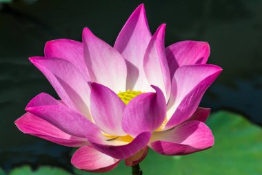 Bu güzel nilüfer çiçeği ya da nilüfer çiçeği zengin renkler tarafından iltifat edilir. Doymuş renkler ve canlı detaylar bunu neredeyse gerçeküstü bir görüntü yapar..