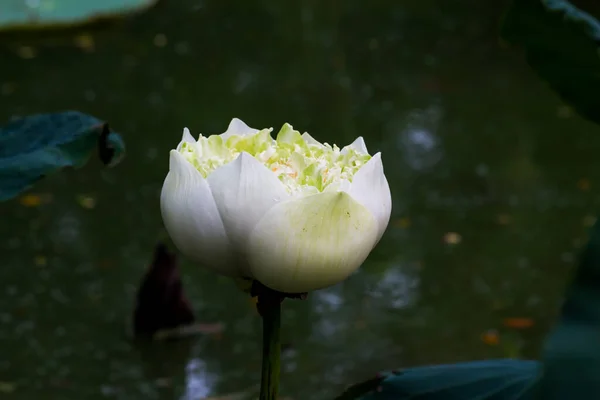 Ezt Gyönyörű Vízililiom Vagy Lótuszvirágot Gazdag Színek Dicsérik Telített Színek — Stock Fotó